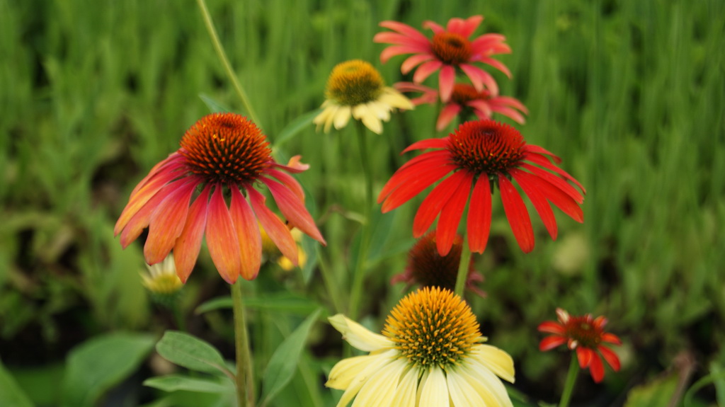 Echinacea-purpurea59c4e48623002 Sonnenhut, Echinacea purpurea in Sorten
