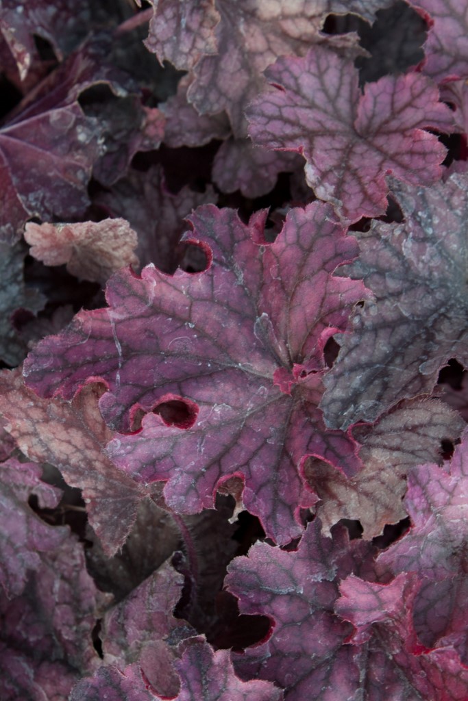 Purpurglöckchen, Heuchera Silver Duke