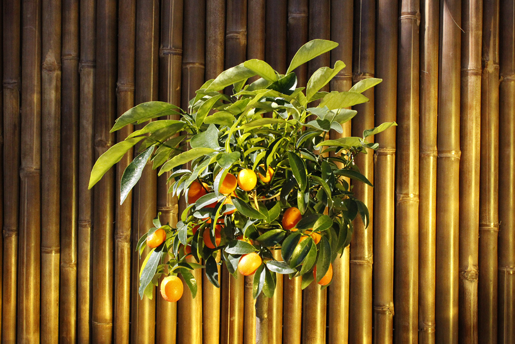 _MG_0052 Citrofortunella mitis, Calamondin