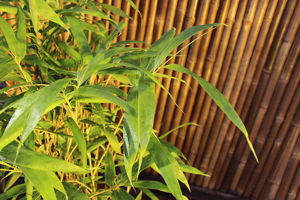 pseudosassa-japon Pfeil Bambus, Pseudosasa japonica