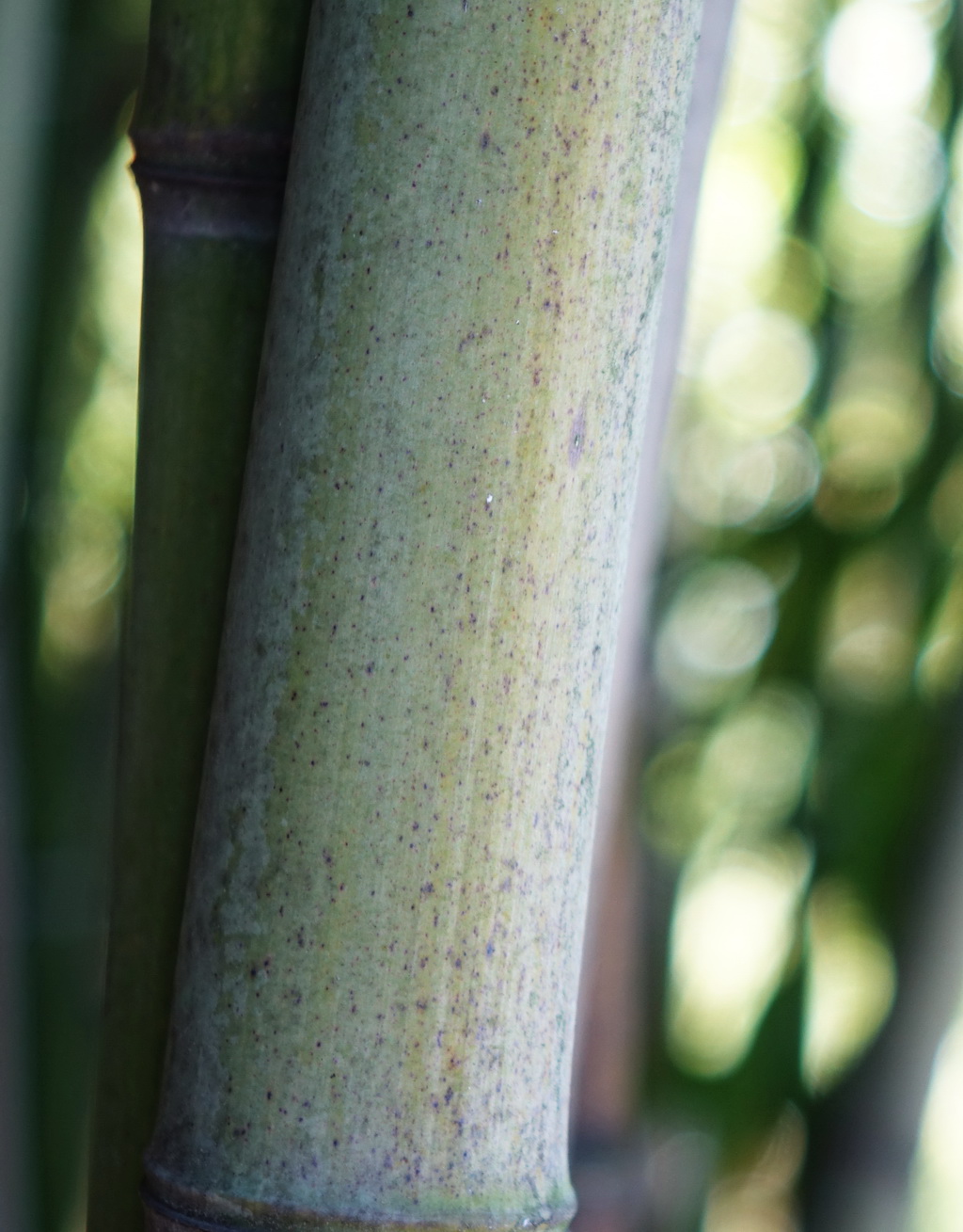 nuda-neuer-Halm Steinbambus, Phyllostachys nuda