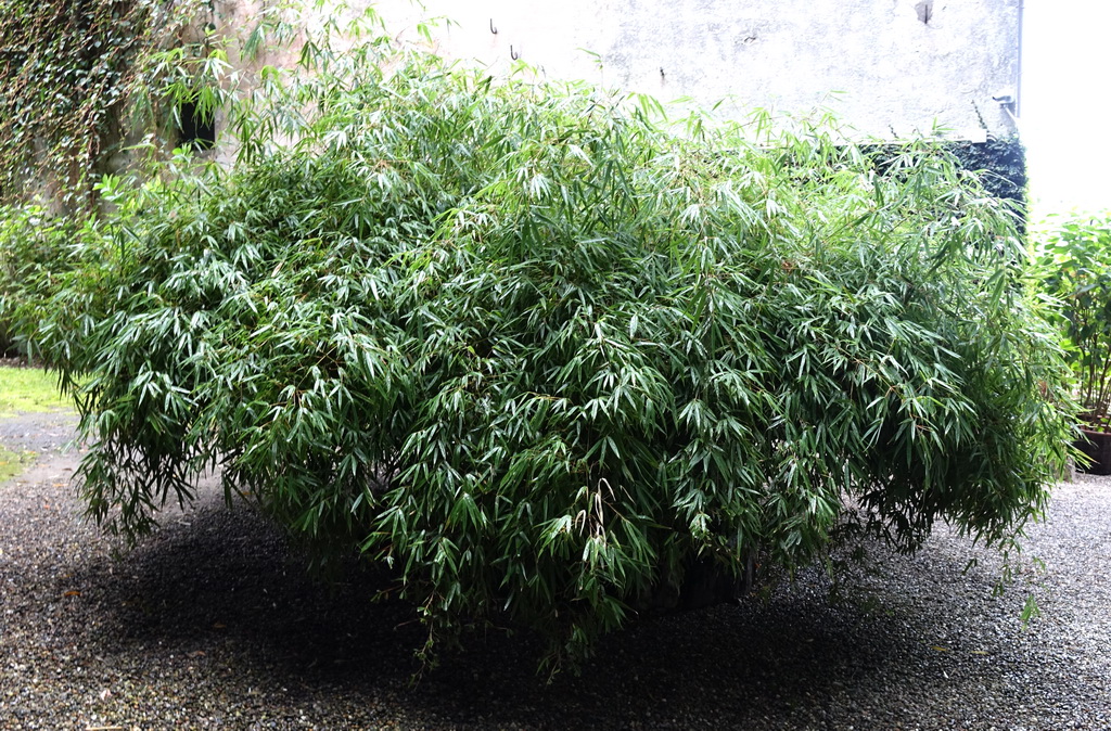 Fargesia-scabrida59b650d36d3bc Gartenbambus Fargesia scabrida