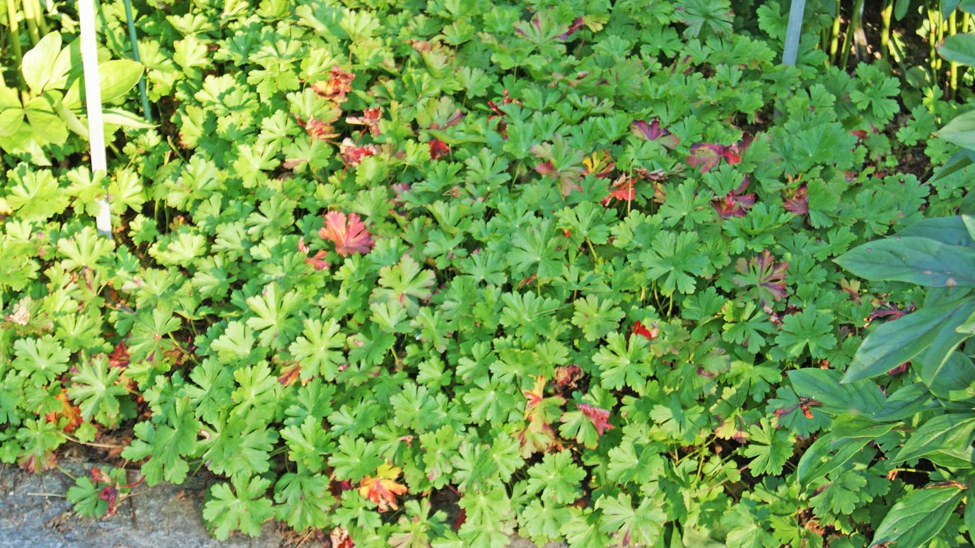 Storchenschnabel, Geranium in Sorten