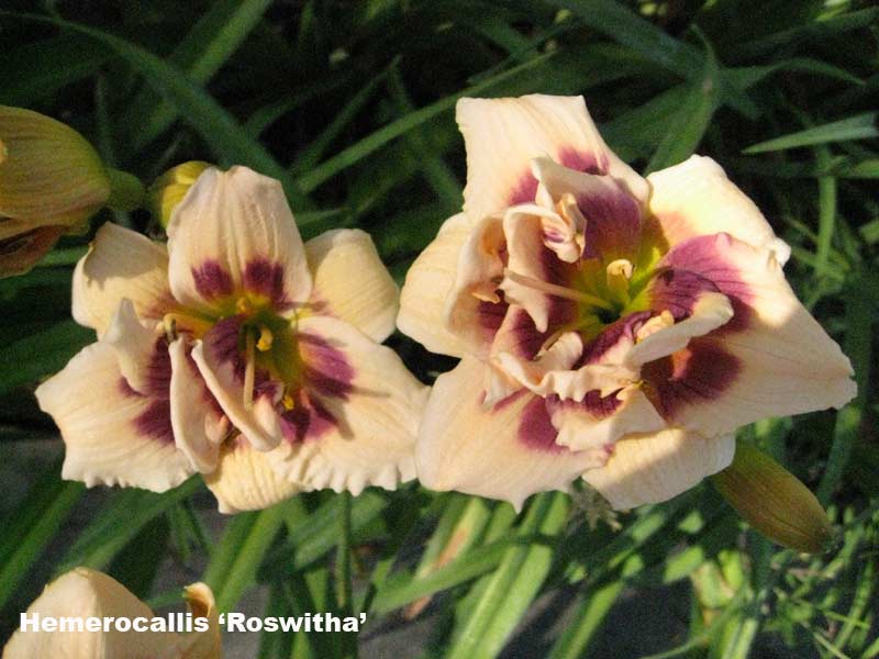 hemerocallis-taglilien-roswitha-0-5-1l-3-90eur Taglilie, Hemerocallis in Sorten