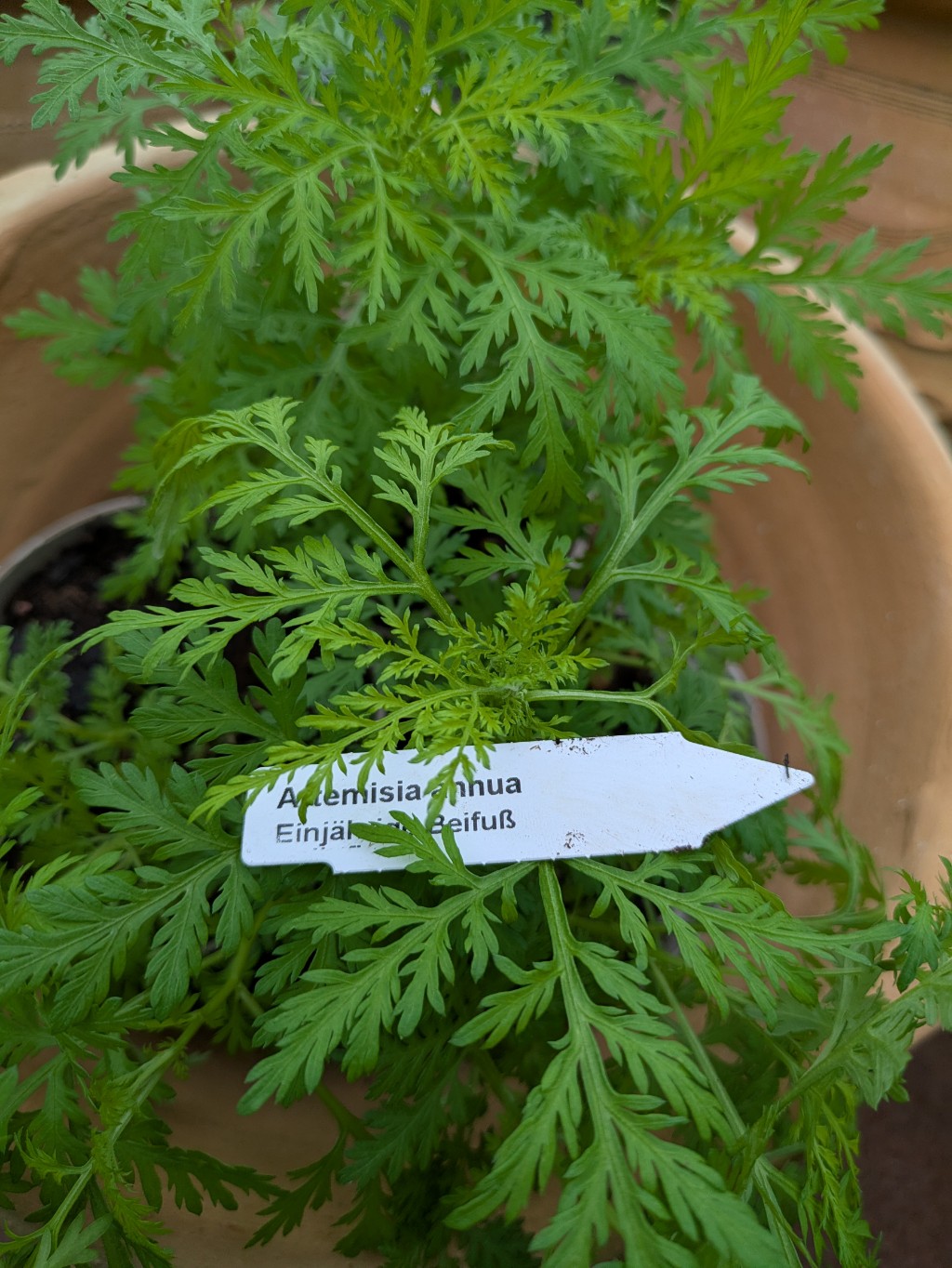 Einjähriger Beifuß, Artemisia annua