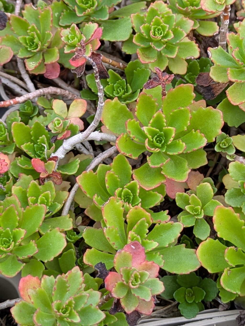 Immergrünchen, Sedum hybridum