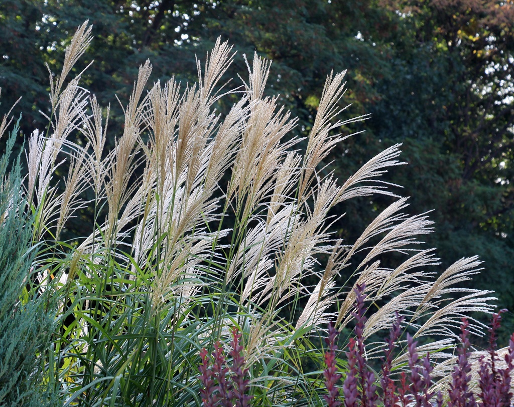 Graziles Chinaschilf, Miscanthus sinensis Kleine Fontäne