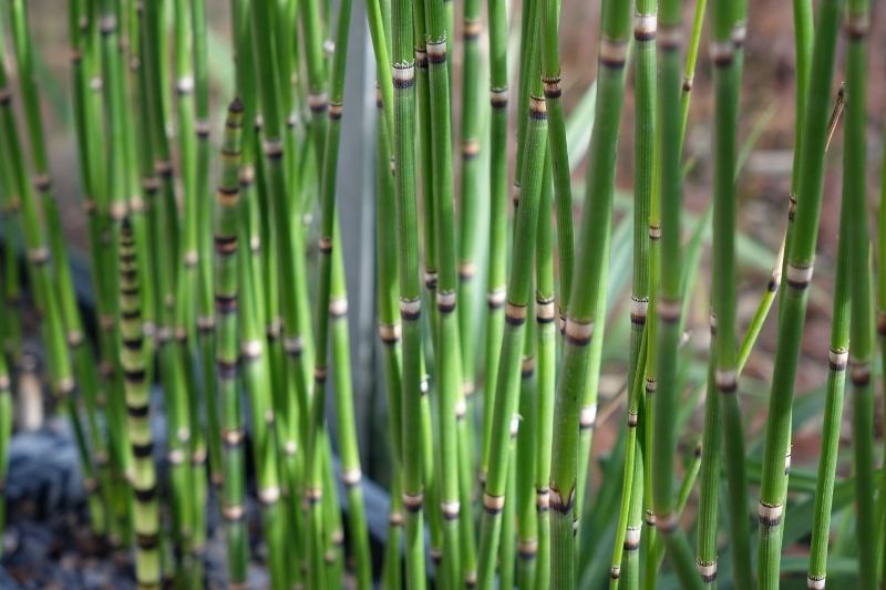 DSC00791-800x533 Riesenschachtelhalm, Equisetum hyemale var. robustum