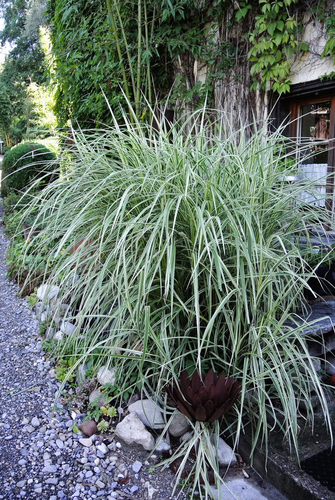 Miscanthus-variegata Weißbuntes Chinaschilf, Miscanthus sinensis Variegatus
