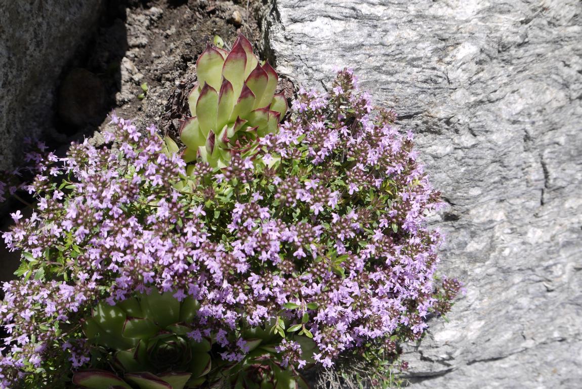 thymus-vulgaris-dachgarten24-2 Thymus serpyllum - Bodendecker Thymian