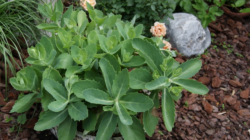 Sedum-Telephium55829c794aad0 Hohes Fettblatt Herbstfreude- Hylotelephium Herbstfreude