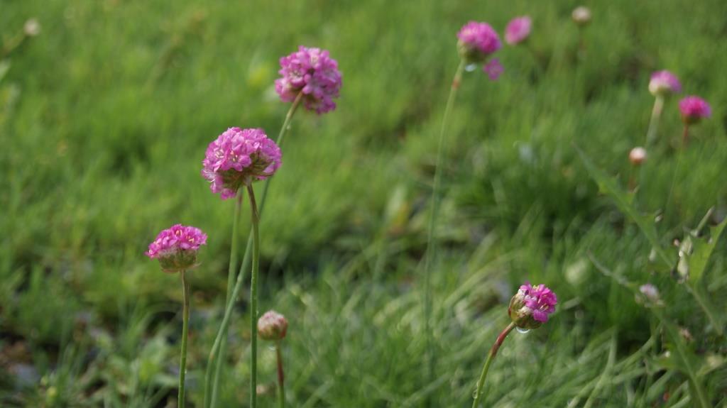dsc00372 Grasnelke, Armeria maritima