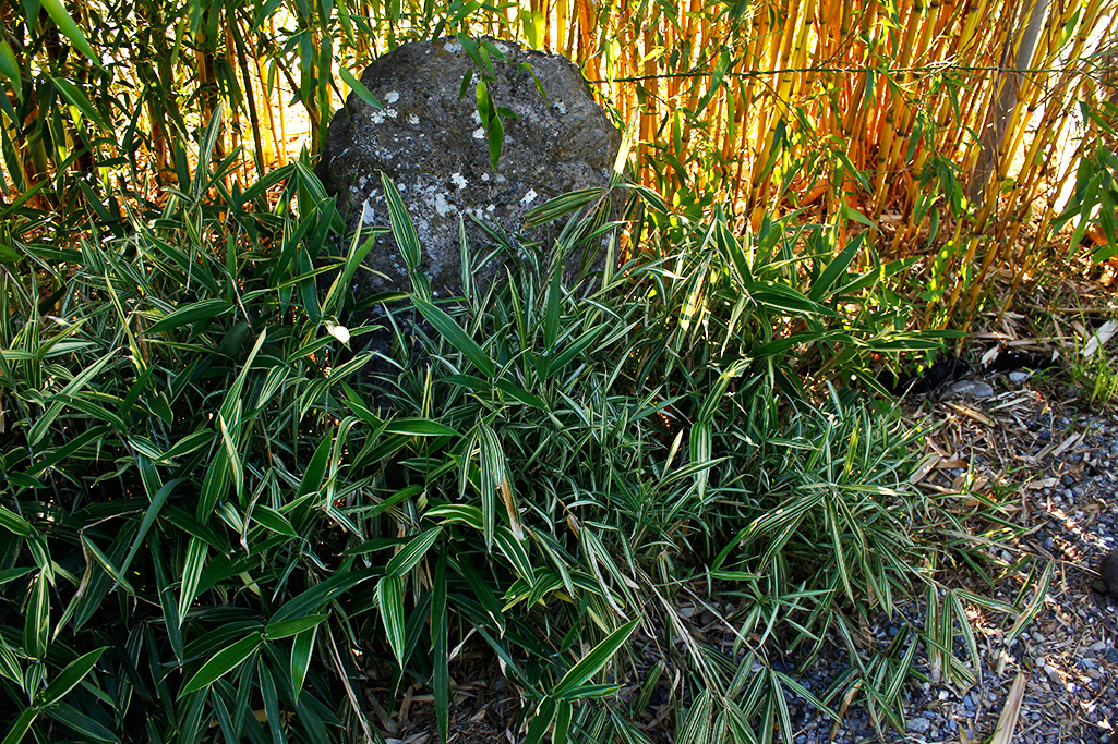 sasa-albostriata-4 Zwergbambus Sasa masamuneana Albostriata