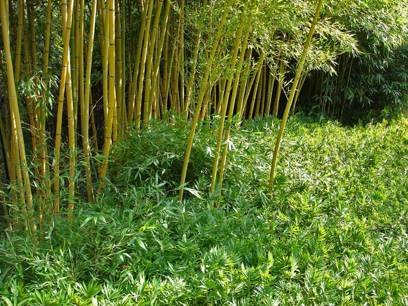 pleioplastus-distchus-5-bambuswald Zwergbambus Pleioblastus distichus