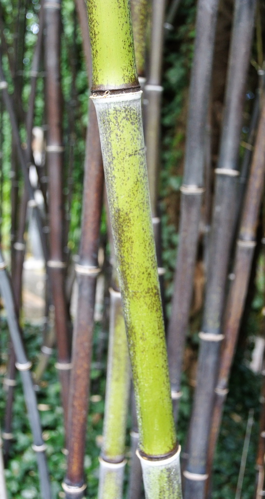 phyllostachys-nigra59e096bf46566 Schwarzer Bambus, Phyllostachys nigra