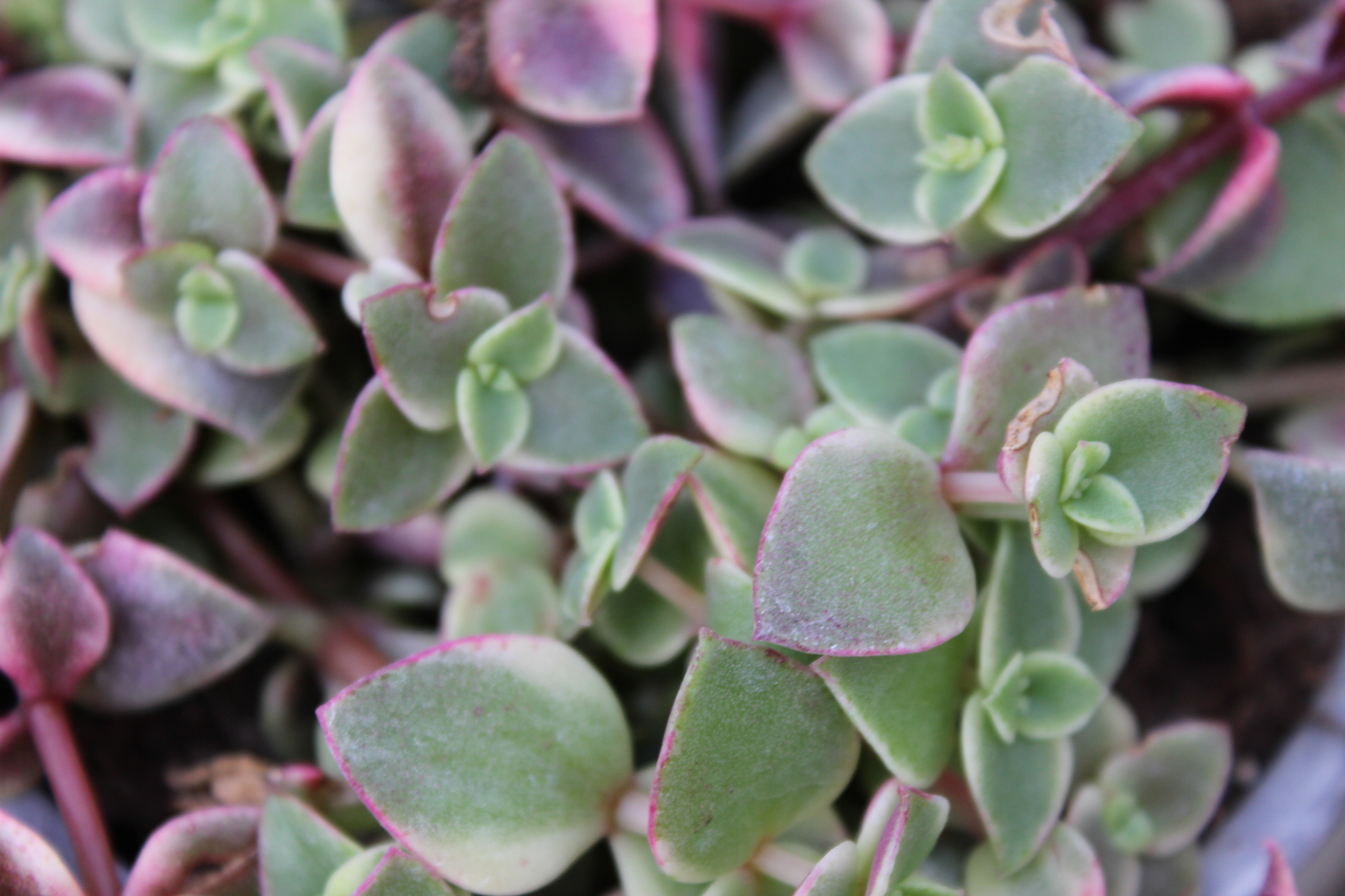 Crassula-2 Rosa-pinkes Dickblatt, Crassula pellucida ssp. marginalis