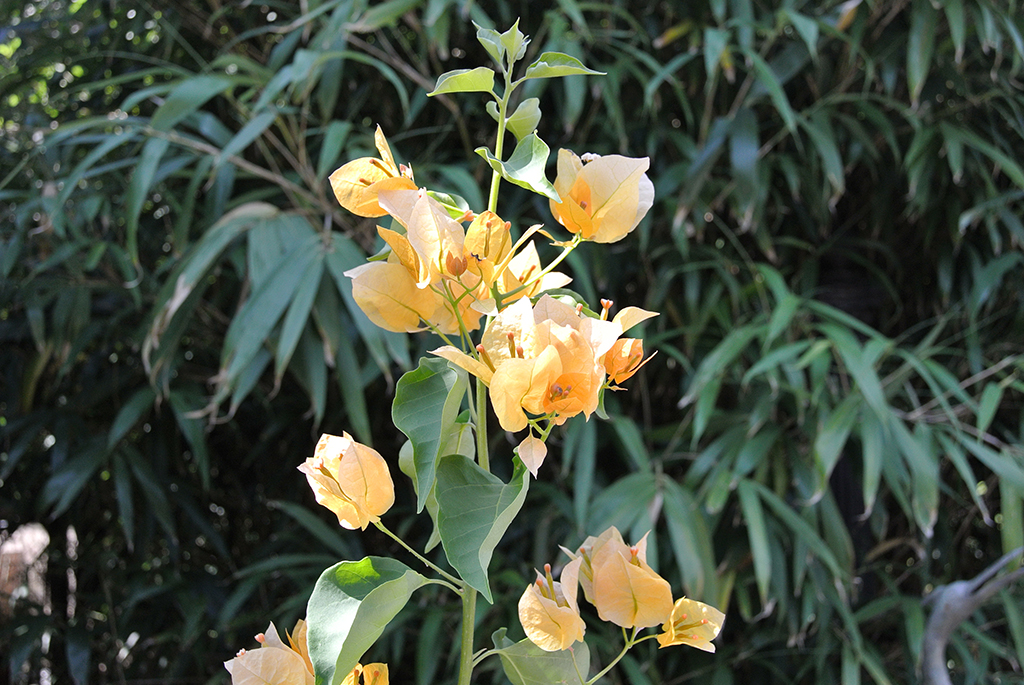 Bougainvillea-Gelb Bougainvillea glabra - Drillingsblume