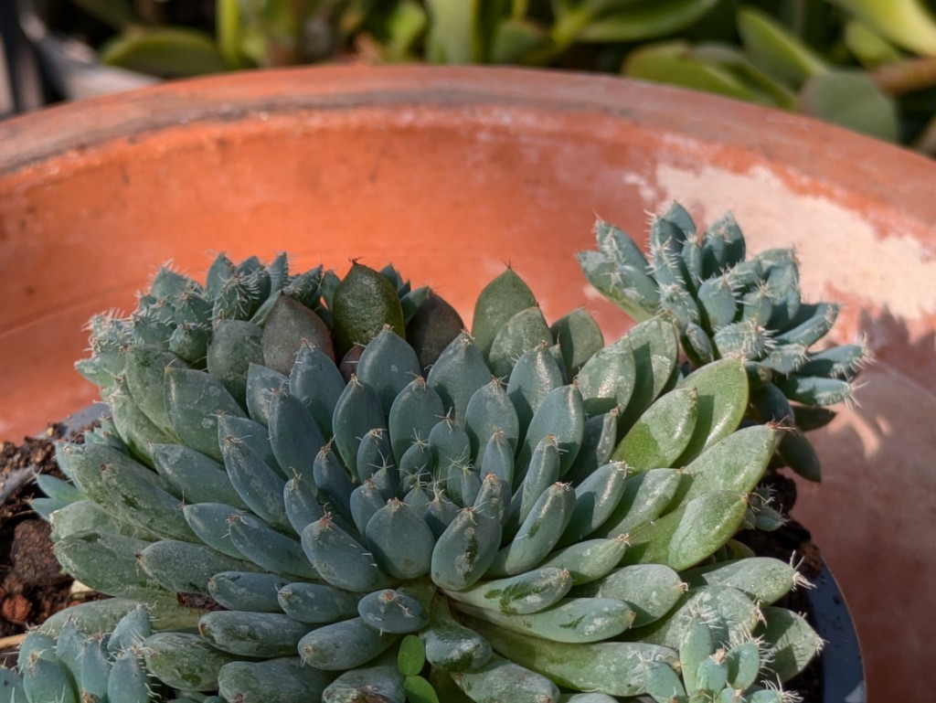 Echiverie setosa, Echiveria setosa