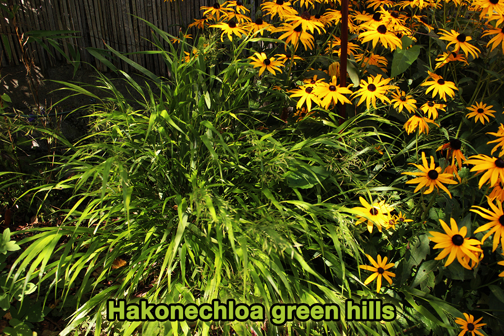 hakonechloa-green-hills2 Japangras, Hakonechloa macra in Sorten
