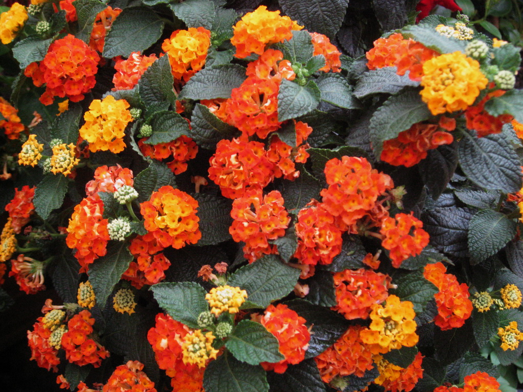 Lantana Wandelröschen, Lantana camara