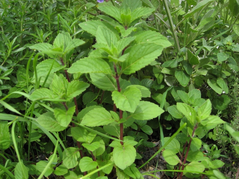 ingwerminze Ingwer-Minze, Mentha gentilis Variegata