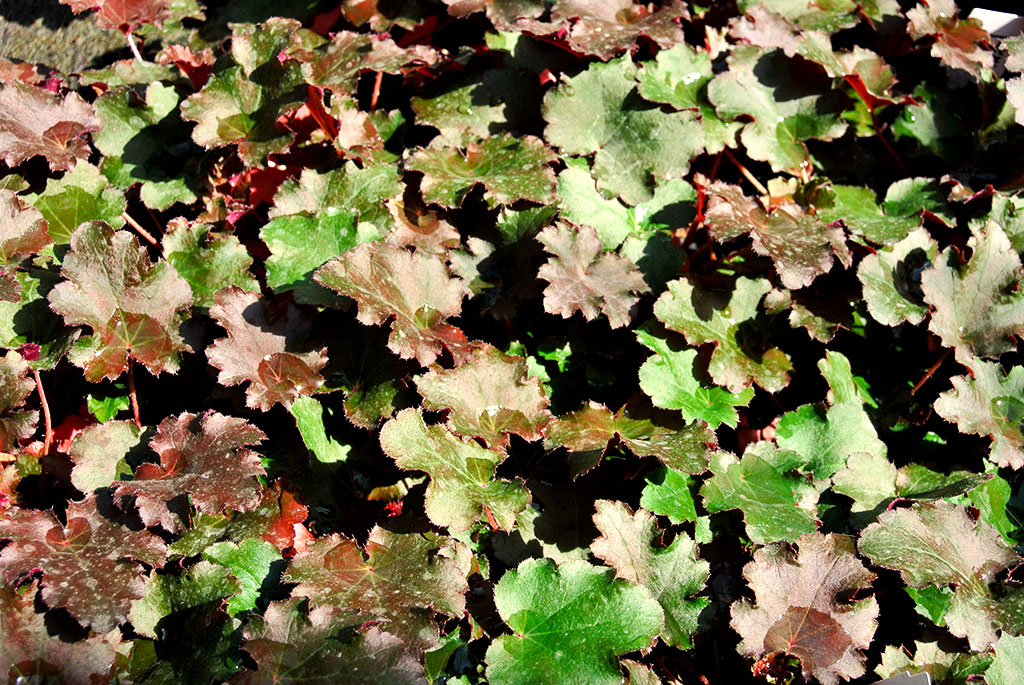 Purpurglöckchen, Heuchera micrantha Purple Petticoats