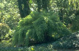 fargesiamuriela Fargesia murielae Garten Bambus