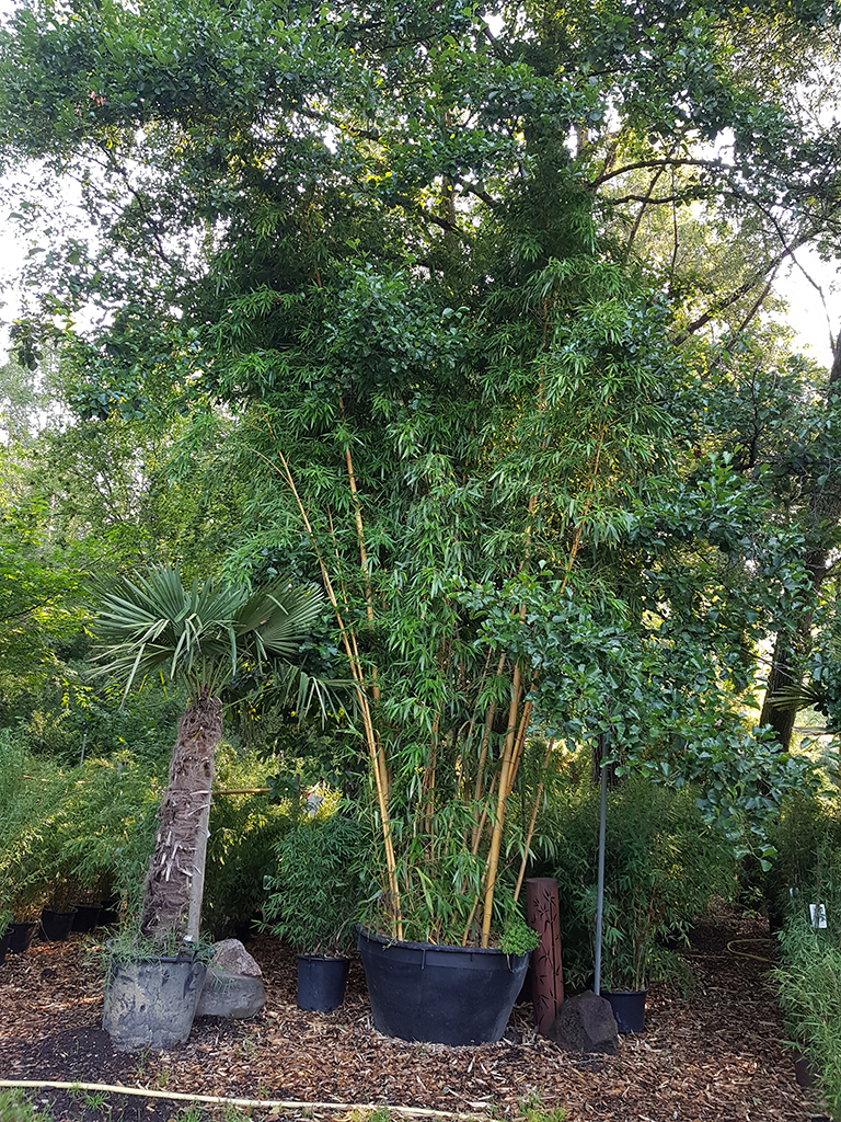20180804_093428 Zauber Bambus, Phyllostachys vivax Aureocaulis