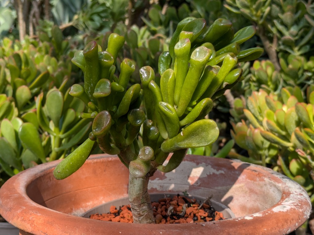 Crassula-ovata-Gollum Geldbaum Gollum, Crassula ovata Gollum