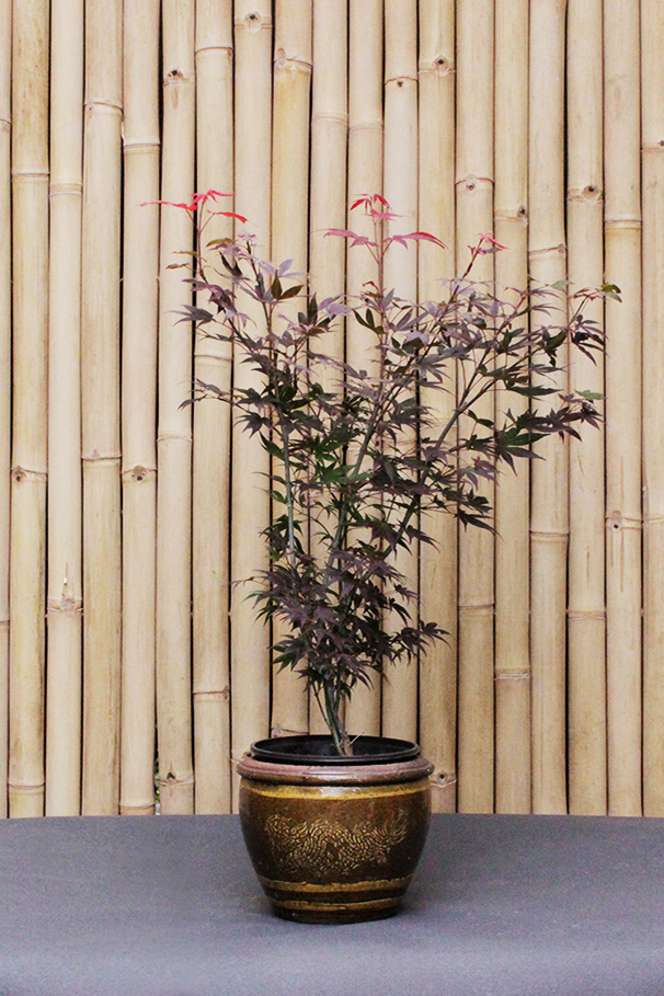 Acer-Palmatum-Atropurpureum-1nqZoymO54zwKZ Japanischer Fächerahorn - Acer palmatum