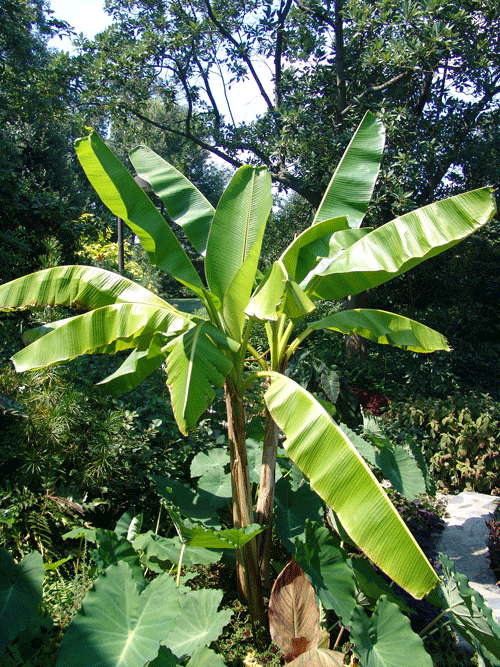 musa-basjo2511a310f97136