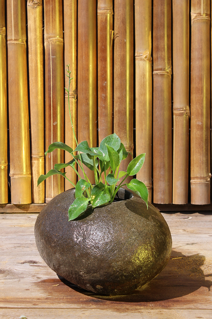 IMG_0022 Blaugrüne Zwergfunkie, Hosta tokudama Blue Cadet