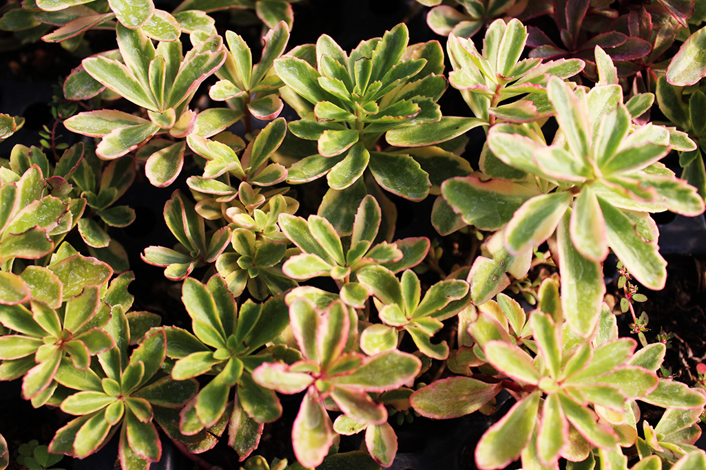 Kamtschatka-Sedum, Sedum kamtschaticum