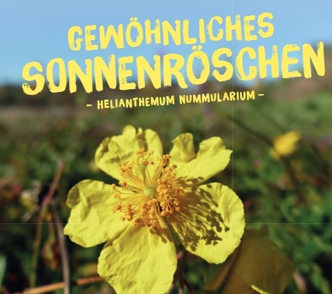Helianthemum-nummulariumP8kT9UCFD8Qnl Wildpflanzen Paket Balkonkasten