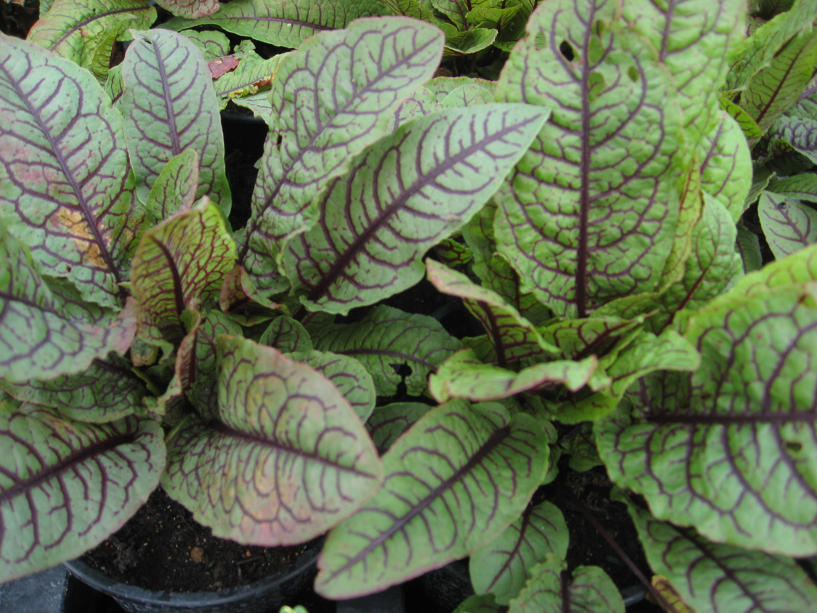 Blutampfer, Rumex sanguineus