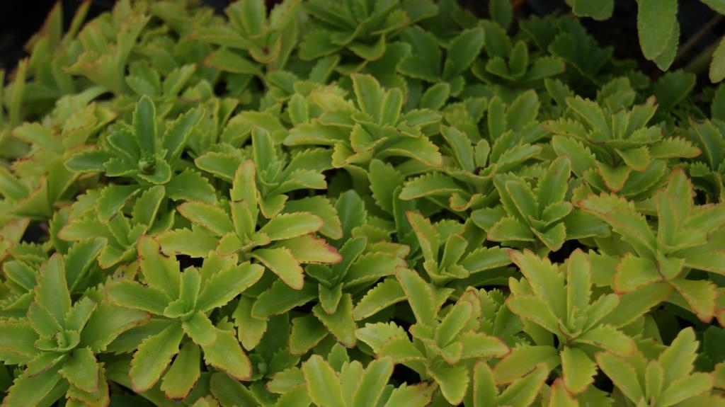 Kamtschatka-Sedum, Sedum kamtschaticum