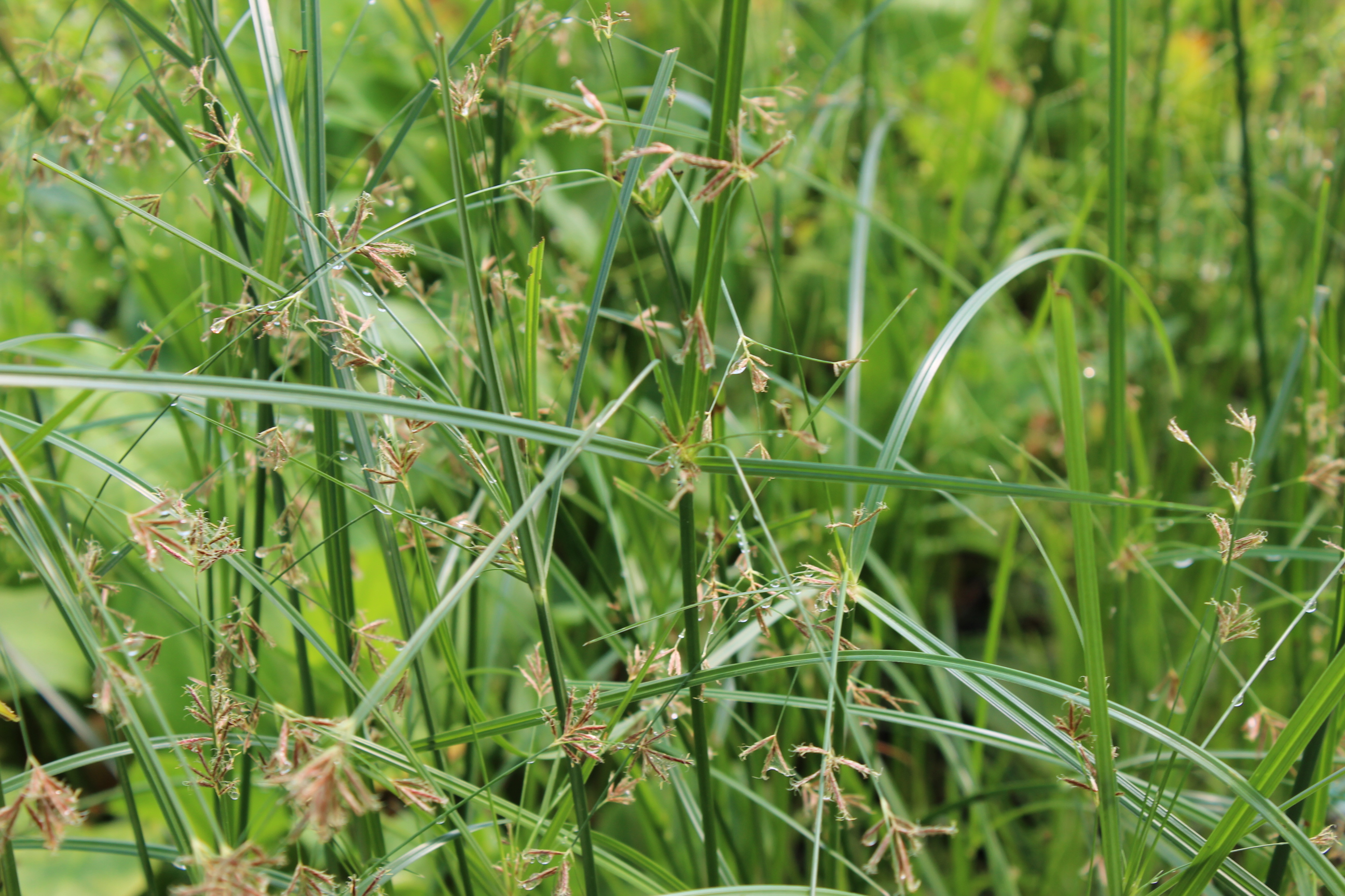 Zyperus-longus-wasser2 Zyperngras, Cyperus longus