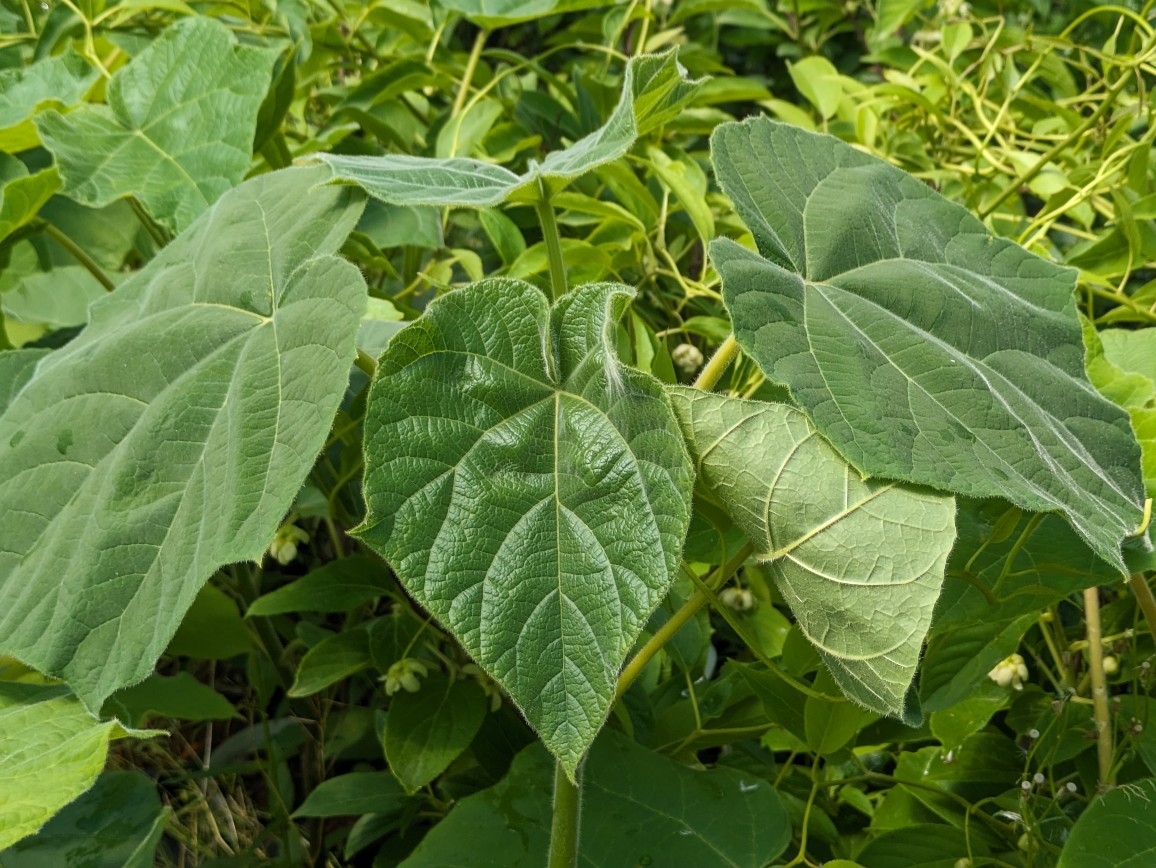 Paulownia-elongate2 Blauglockenbaum, Paulownia elongate
