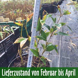 Shibataea-kumasaca-Mauusedorn-Bambus-Liefezustand-Feb-April Kleiner Bambus Shibataea kumasaca, Mäusedorn Bambus