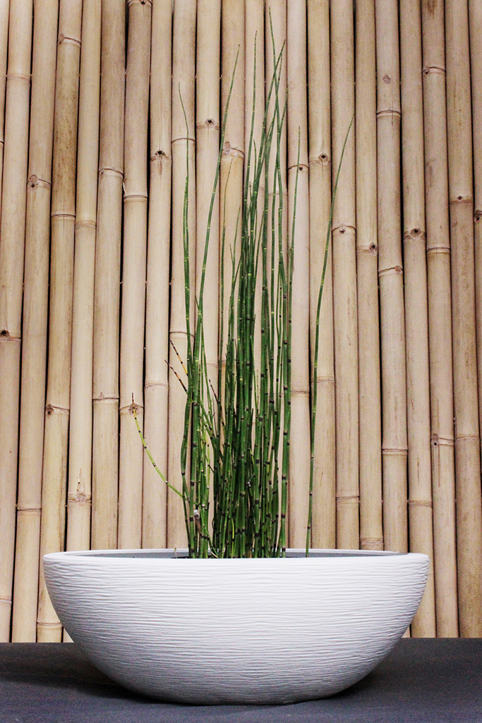 Schachtelhalm-SchaleWwyw0eDYguFZg9 Riesenschachtelhalm, Equisetum hyemale var. robustum