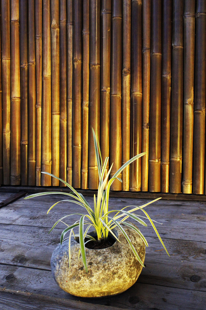 Feinhalm-Chinaschilf Graziella, Miscanthus sinensis Graziella