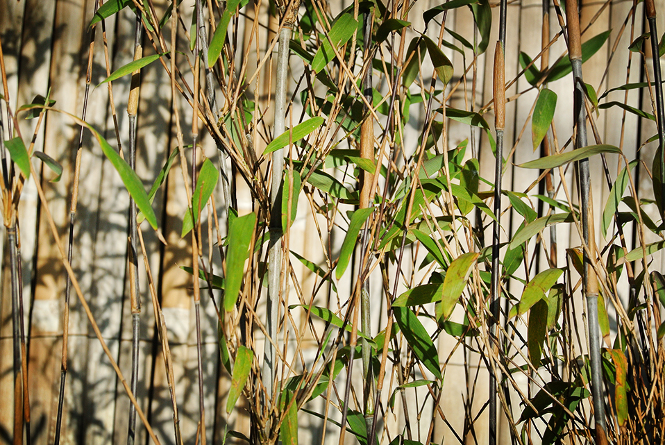 Fargesia-Demissa-gerry5 Schirmbambus Gerry, Fargesia demissa Gerry