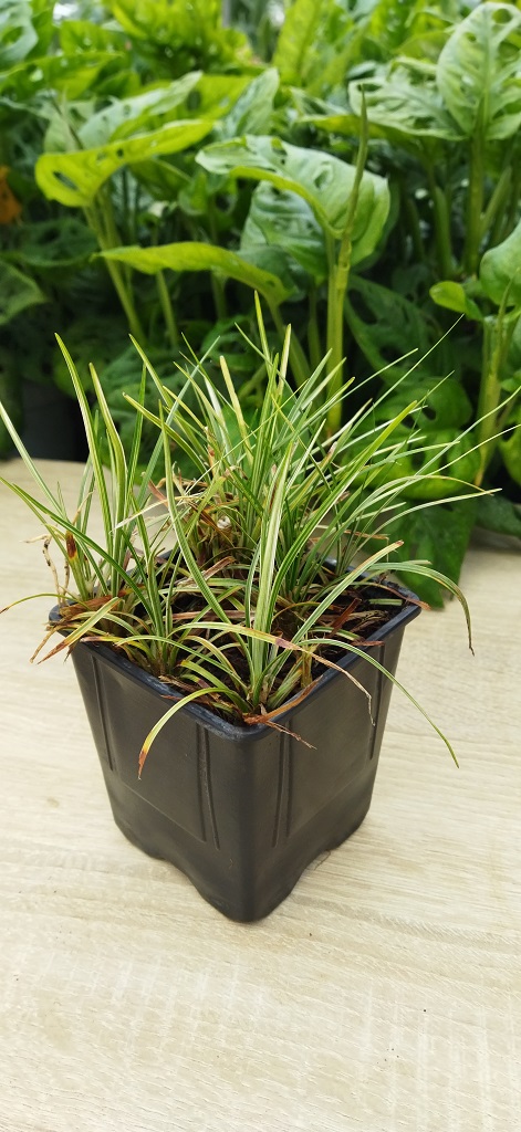 Ophiopogon-japonicus-4 Gestreiftes Schlangenbart, Ophiopogon japonicus ‘Variegata’ – Silver Mist