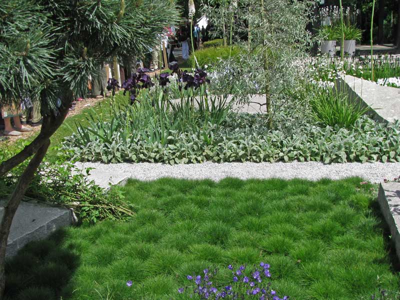 festuca-scoparia-baerenfellschwingel-bambuswald Bärenfell-Schwingel, Festuca gauteri (scoparia)