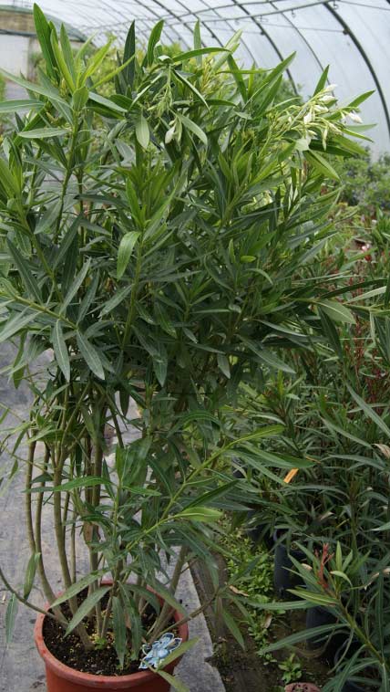 nerium_oleander_bambuswald4 Oleander, Nerium oleander
