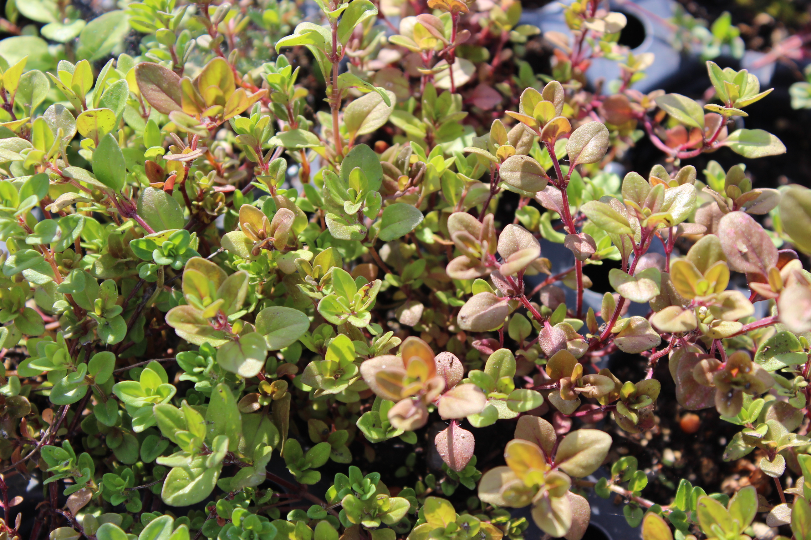 Thymian, Thymus pulegioides