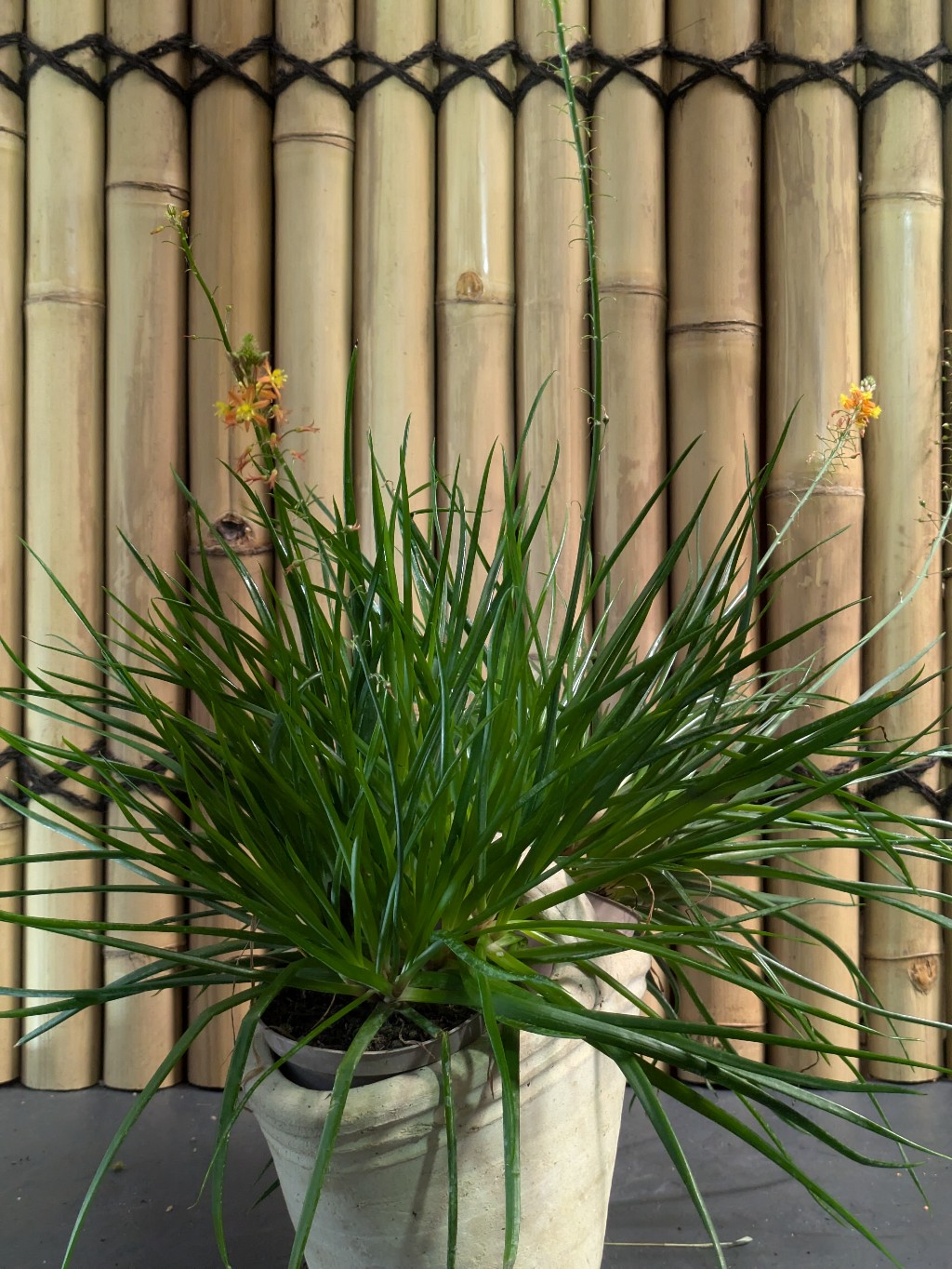 Bulbine4 Katzenschwanzpflanze, Bulbine frutescens
