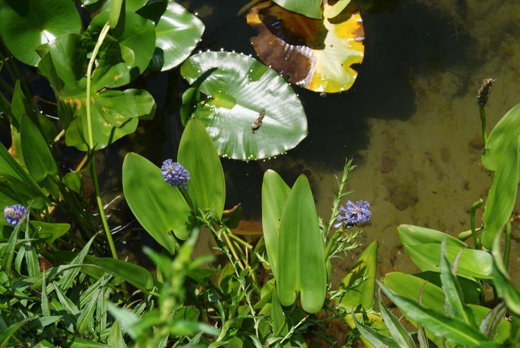pontederia-hechtkraut-bl-te Pontederia cordata, Hechtkraut