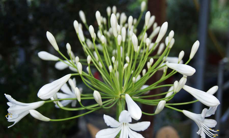 agapanthus-africanus-i-s-schmucklilie-bambuswald4 Agapanthus africanus i.S., Schmucklilie