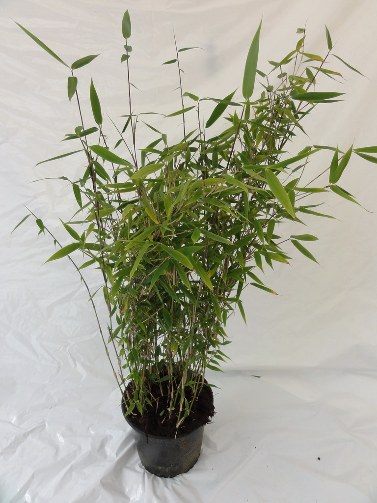 Fargesia-Tiny-Topf Gartenbambus Tiny, Fargesia murielae Tiny